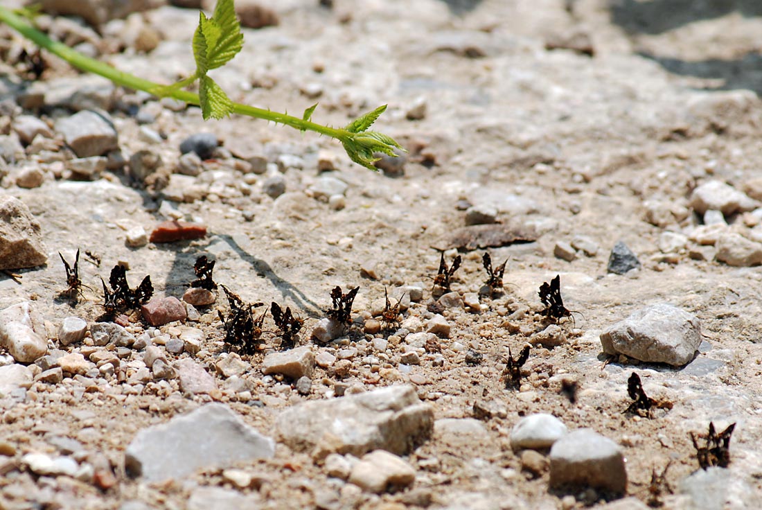 Thyris fenestrella, l''allegra compagnia